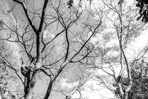Black and white tree without leaves with sky background Stock Photos