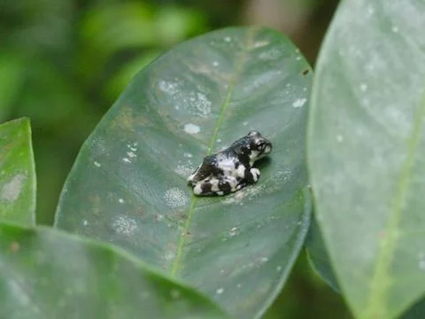 Black and white treefrog Foto stock