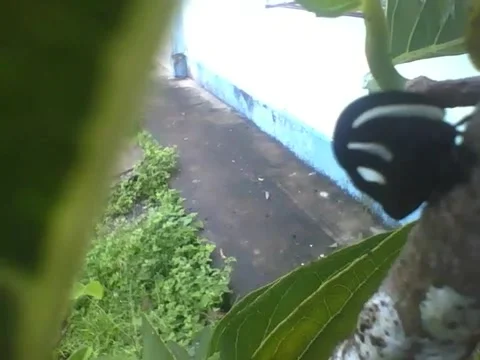 Black and white treehopper insect in the branch of tree near of the leaves Stock Footage 158963066