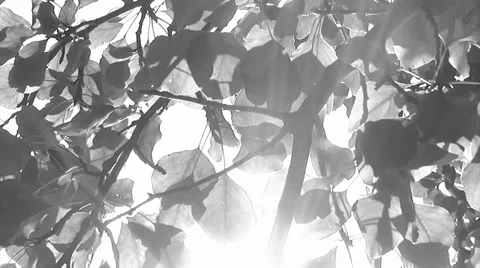 Black and White Trees and Sun Stock Footage 32904643