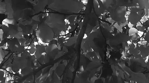 Black and White Trees and Sun Stock Footage 32904733