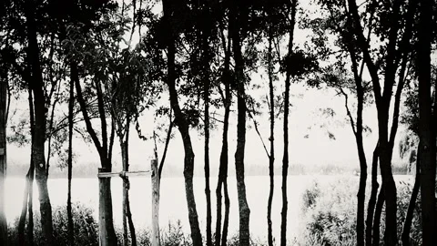 Black and White Trees Stock Footage 162838290