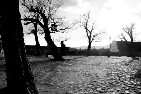 Black and White Trees Stock Photos