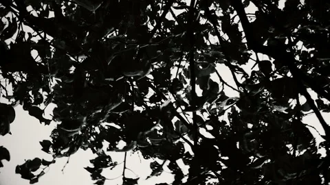 Black and white trees in the wind 09 Stock Footage 161491087