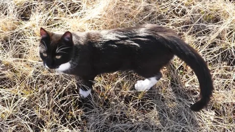 Black and white tuxedo cat looking at camera. Stock Footage 330719657