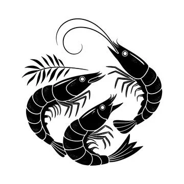 Black and white of two shrimp with a leaf crustaceans seafood marine life Stock Illustration
