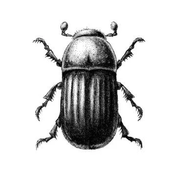 Black and white vector abstract beetle hand-drawn in the style of vintage 스톡 일러스트