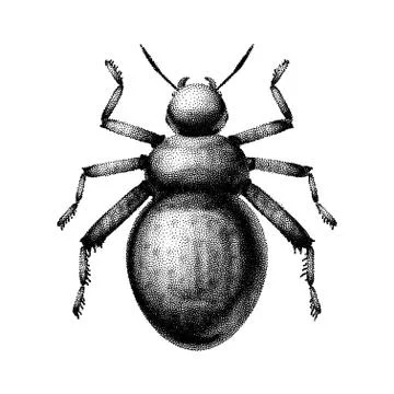 Black and white vector abstract beetle hand-drawn in the style of vintage Illustrazione stock