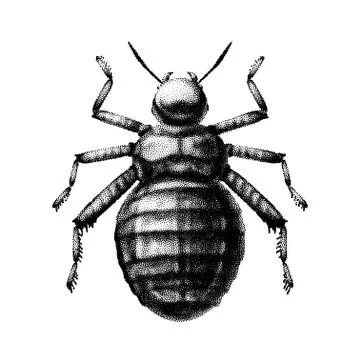 Black and white vector abstract beetle hand-drawn in the style of vintage Иллюстрация