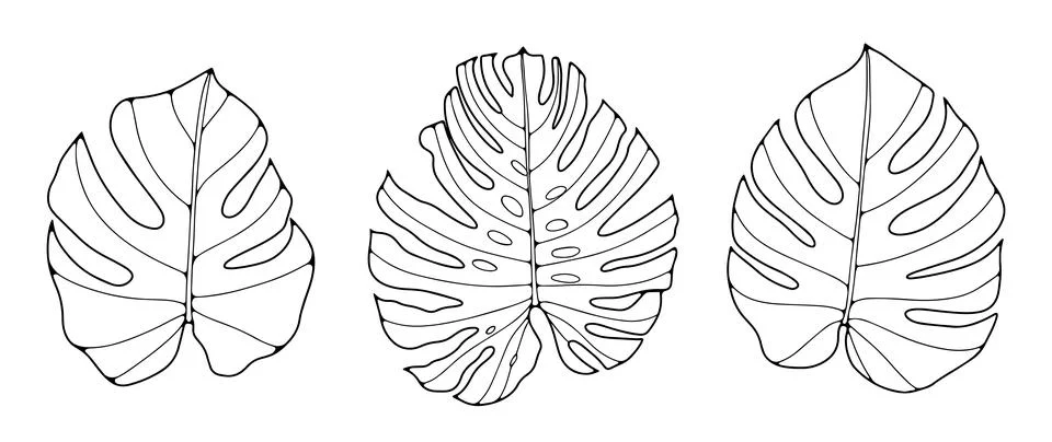 Black and white vector botanical illustration with monstera leaves Stock Illustration