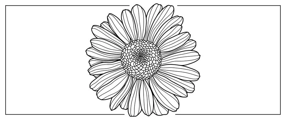 Black and white vector illustration of chamomile Stock Illustration