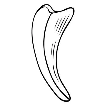 Black and white Vector illustration of hand-drawn doodle animal fang Stock Illustration