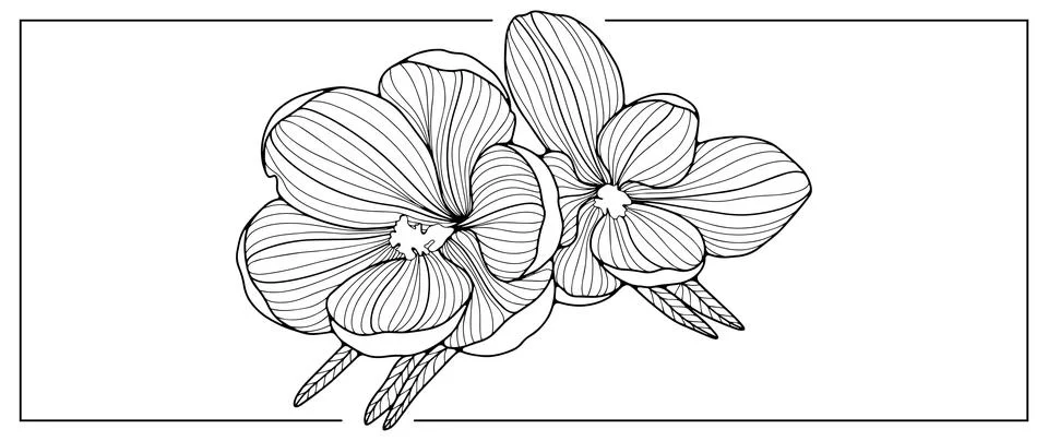 Black and white vector illustration of crocus flower Stock Illustration