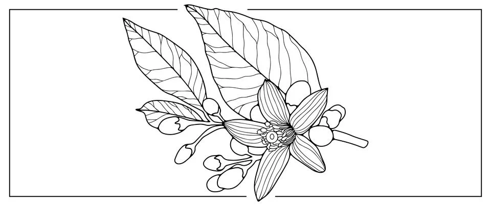Black and white vector illustration with flower, branches and leaves. Stock Illustration