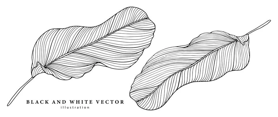 Black and white vector illustration with big banana leaves Stock Illustration