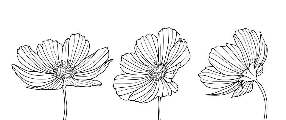Black and white vector illustration with three flowers Stock Illustration