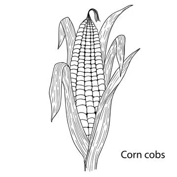 Black and white vector illustration of corn on a white background. Handmade. A Stock Illustration