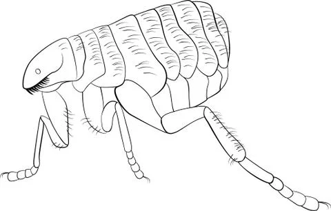 Black and white vector image of flea Stock Illustration