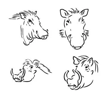 Black and white vector line drawing of a Warthog's face Stock Illustration