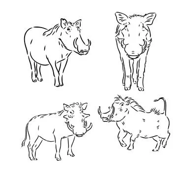 Black and white vector line drawing of a Warthog's face Stock Illustration