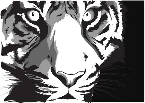 Black and white vector sketch of a tiger s face イラスト素材