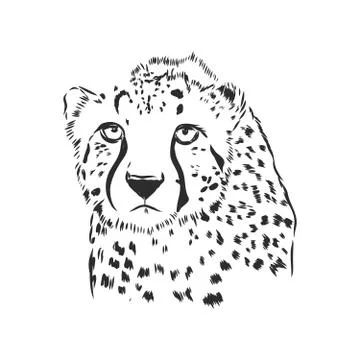 Black and white vector sketch of a Cheetah's face portrait Illustrazione stock