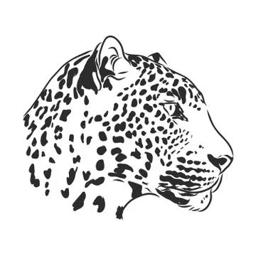Black and white vector sketch of a leopard's head Stock Illustration