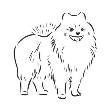 Black and white vector sketch of a cute Toy Pomeranian's face Stock Illustration