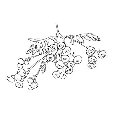 Black and white vector sketch of grass with flowers Achillea Milefolium or .. Stock Illustration