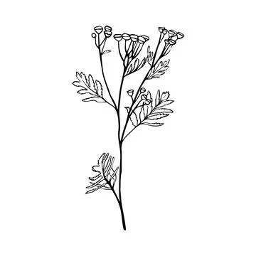 Black and white vector sketch of grass with flowers Achillea Milefolium or Ya Stock Illustration