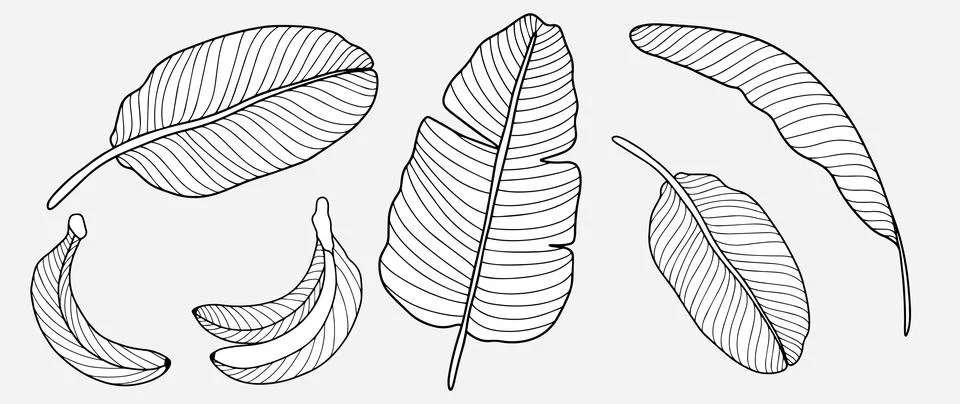 Black and white vector tropical illustration with banana leaves Stock Illustration