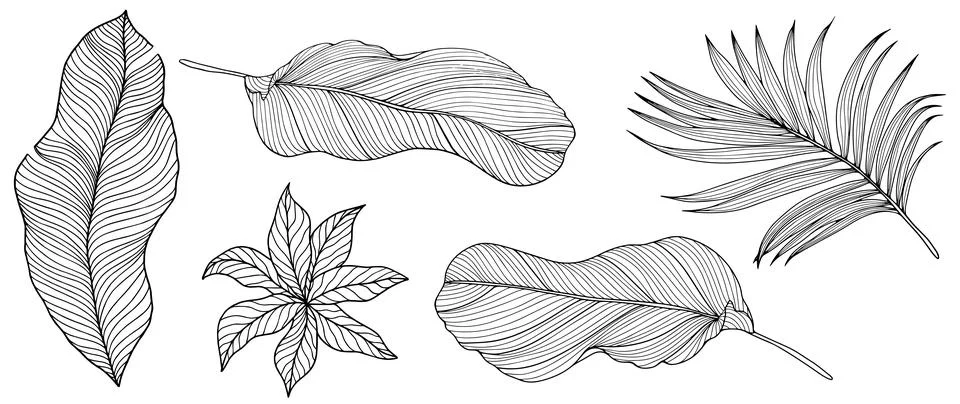 Black and white vector tropical illustration with palm leaves Stock Illustration
