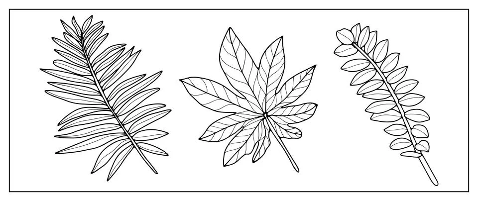 Black and white vector tropical illustration with palm branches Stock Illustration