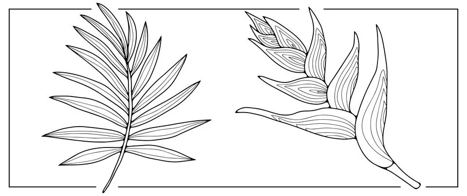 Black and white vector tropical illustration with palm branches Stock Illustration