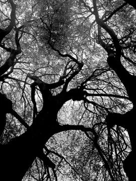 Black and White View of Tree Branches From the Ground Looking Up Stock Photos