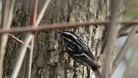 Black and white warbler bird climbing tree bark foraging in the wild forest Stock Footage 325611213