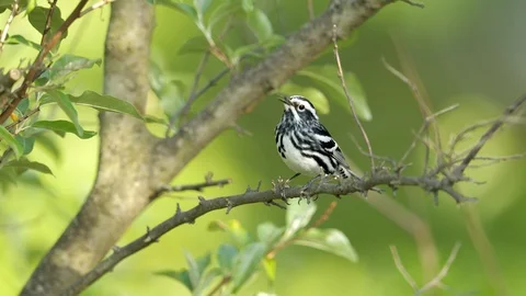 Black-and-white Warbler Video stock 119615192