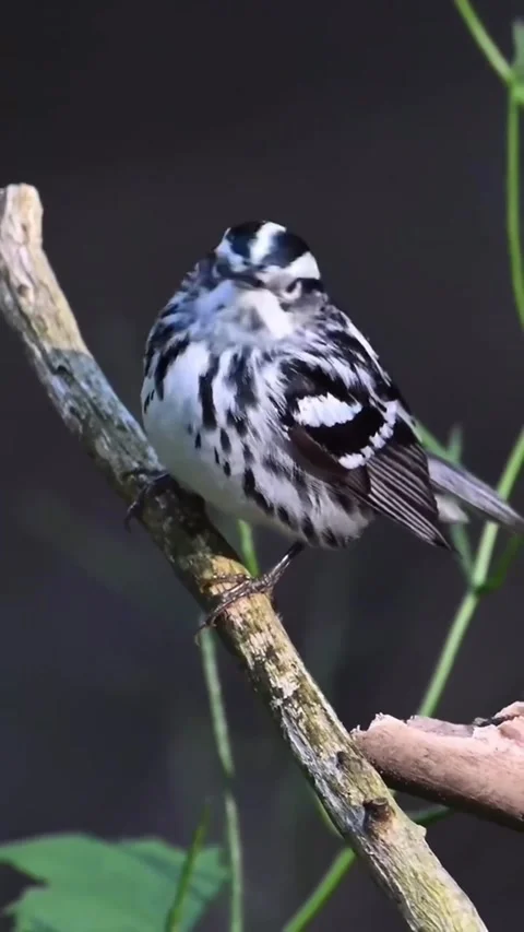 Black and white warbler perched on a branch Vídeos de archivo 334635314