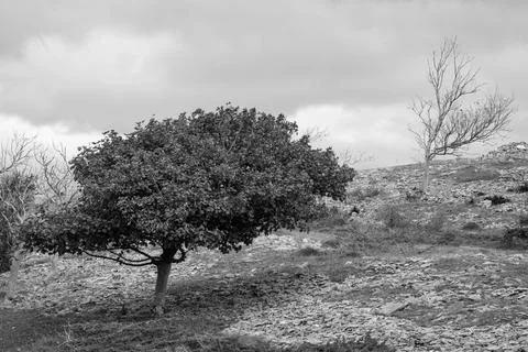 Black and white windswept tree on Scout Scar, Lake District Stock Photos