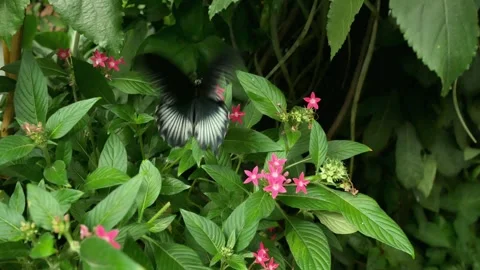 Black and  white wing tips. Postman butterfly.  Subspecies Cyrbia, Heliconius er Stock Footage 300814417
