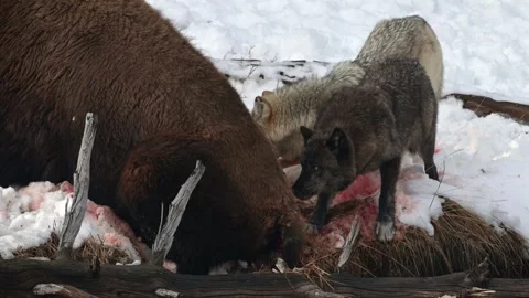 Black and white wolf bite attack bison buffalo close up, Yellowstone winter Video stock 334628557
