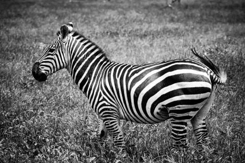 Black and white zebra in the savannah Stock Photos