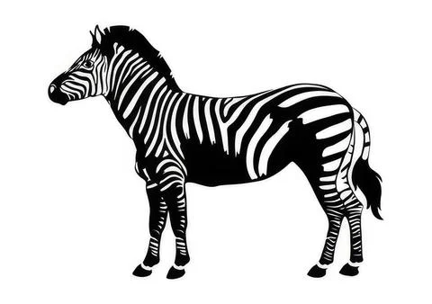 Black and white zebra standing in profile view 스톡 일러스트