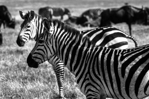 Black and White zerbras Stock Photos