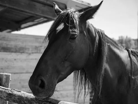 Black and withe horse Stock Photos