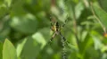 Black and Yellow Argiope (Argiope aurantia) Spider - Female 1 HD Footage