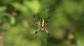 Black and Yellow Argiope (Argiope aurantia) Spider - Female 2 HD Footage