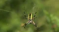 Black and Yellow Argiope (Argiope aurantia) Spider - Female 3 HD Footage