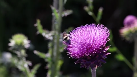 Black and yellow bumblebee covered in purple powder collects pollen and then Stock Footage 245977986