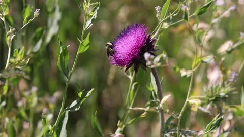 Black and yellow bumblebee feeds on a musk thistle then flies away in search Stock Footage 245660484